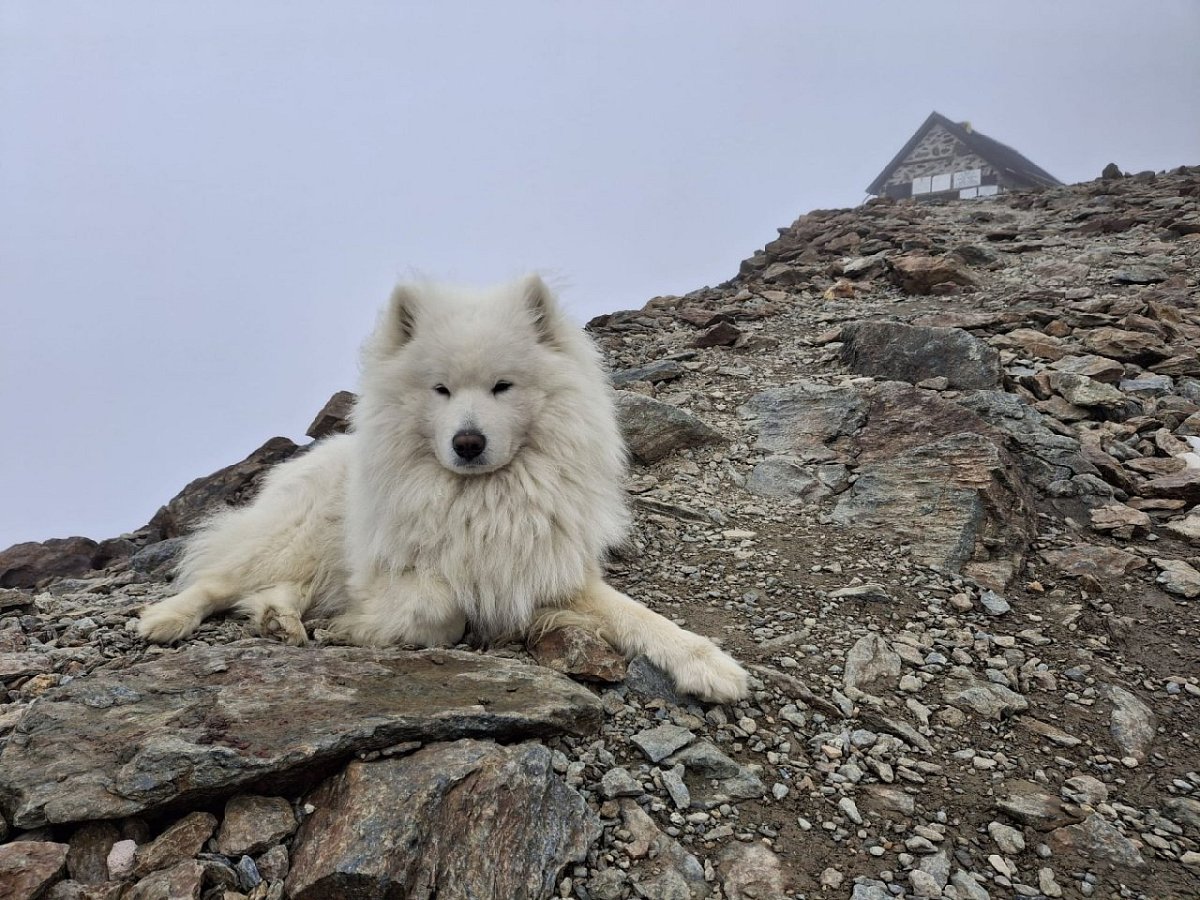 Monte Vioz (3645&nbsp;m)