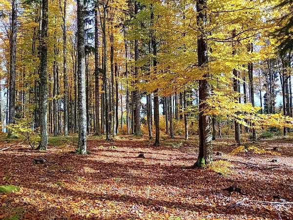 Bukovec