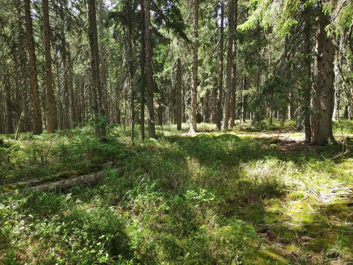 Orel (1182&nbsp;m)