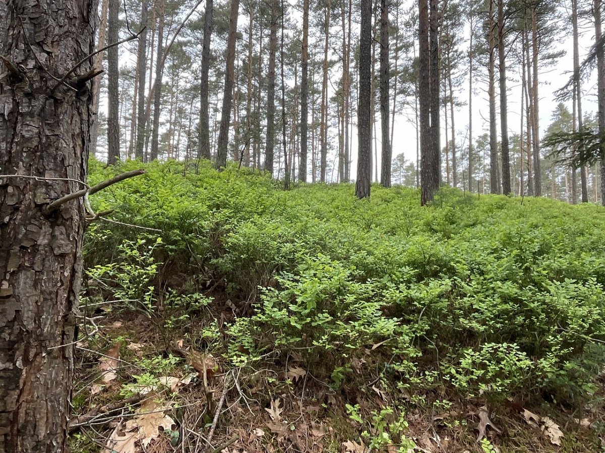 Borůvkový vršek (514 m)