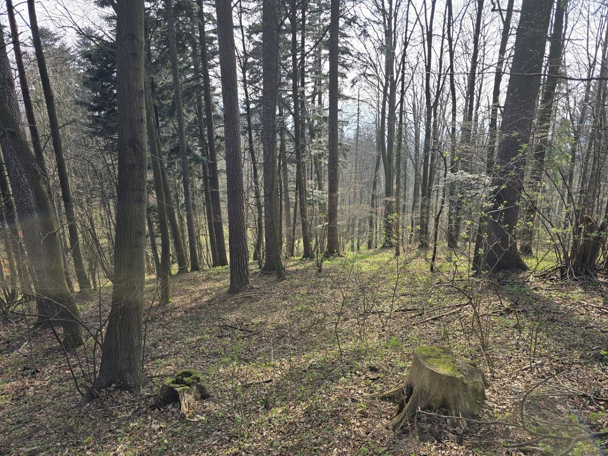 Kudrna (553 m)