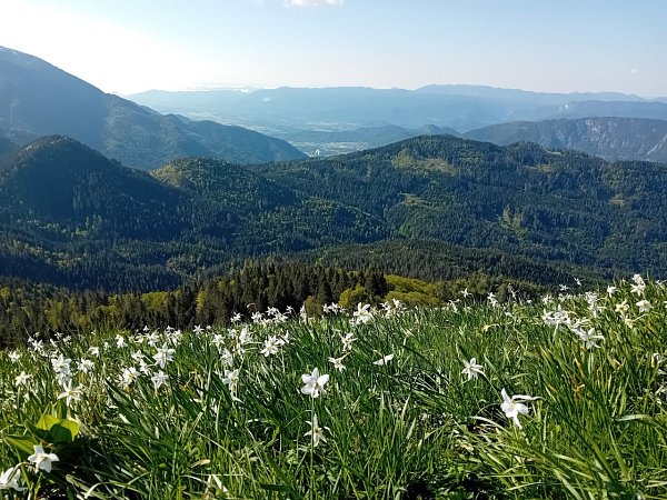Mala Golica