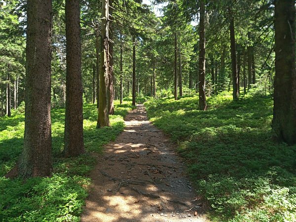 Studený vrch