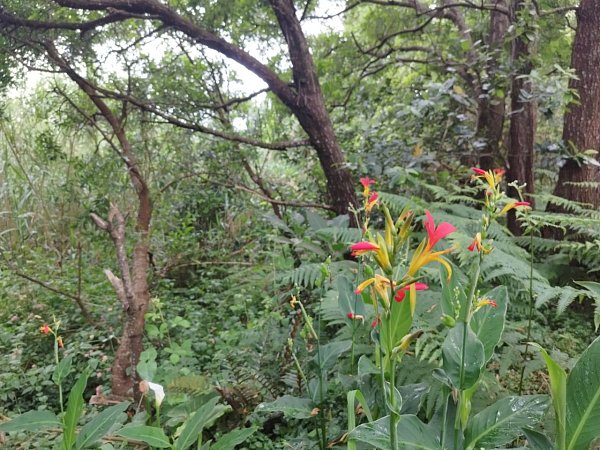 Pico do Fungo