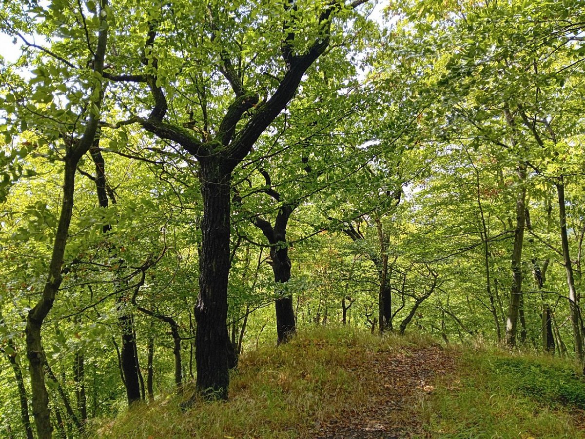 Kłapacz (245 m)