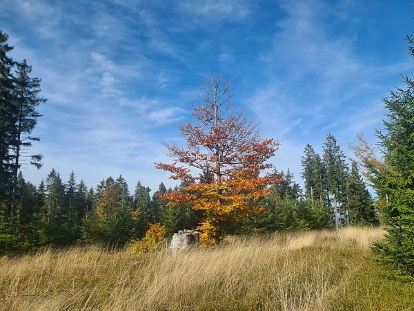 Lišák