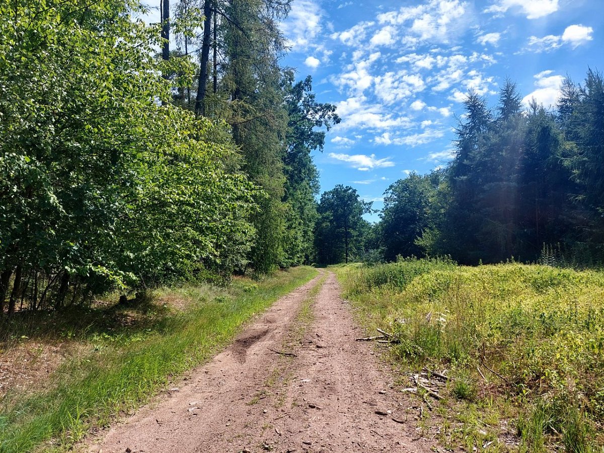 Oborský vrch (208 m)