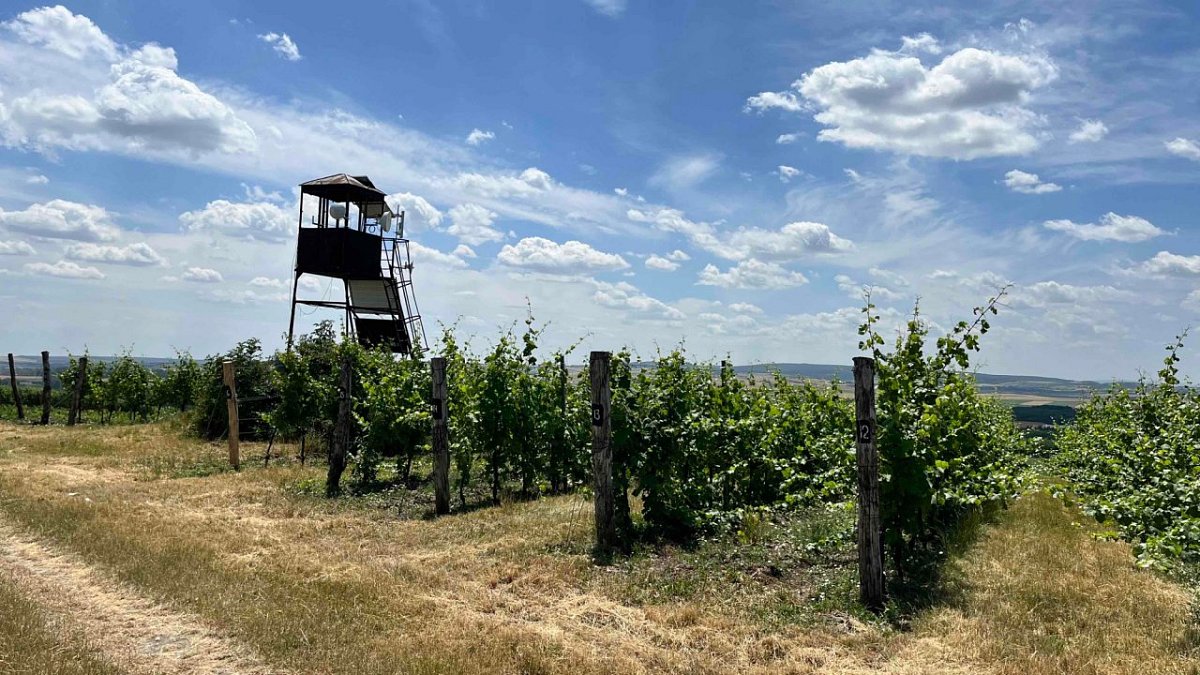 Ořechová hora (263 m)