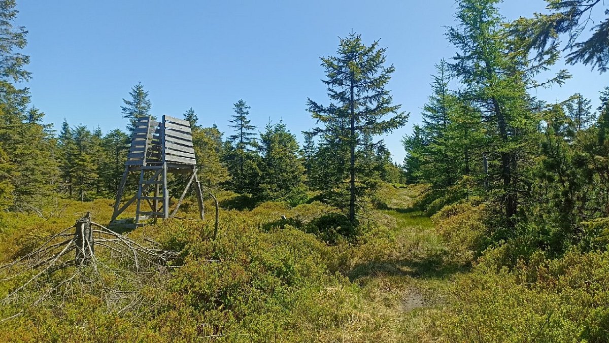 Rudy Grzbiet (945&nbsp;m)