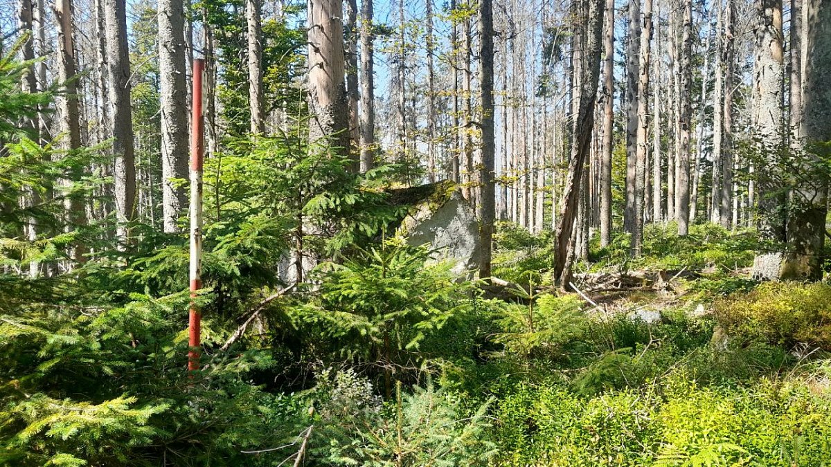 Žďárecká hora (1065&nbsp;m)
