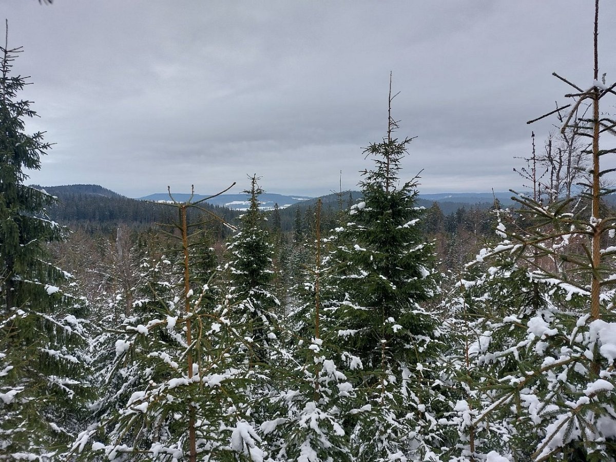 Nad Bukovou slatí (1024&nbsp;m)