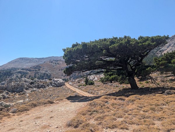 Φλάμουρα