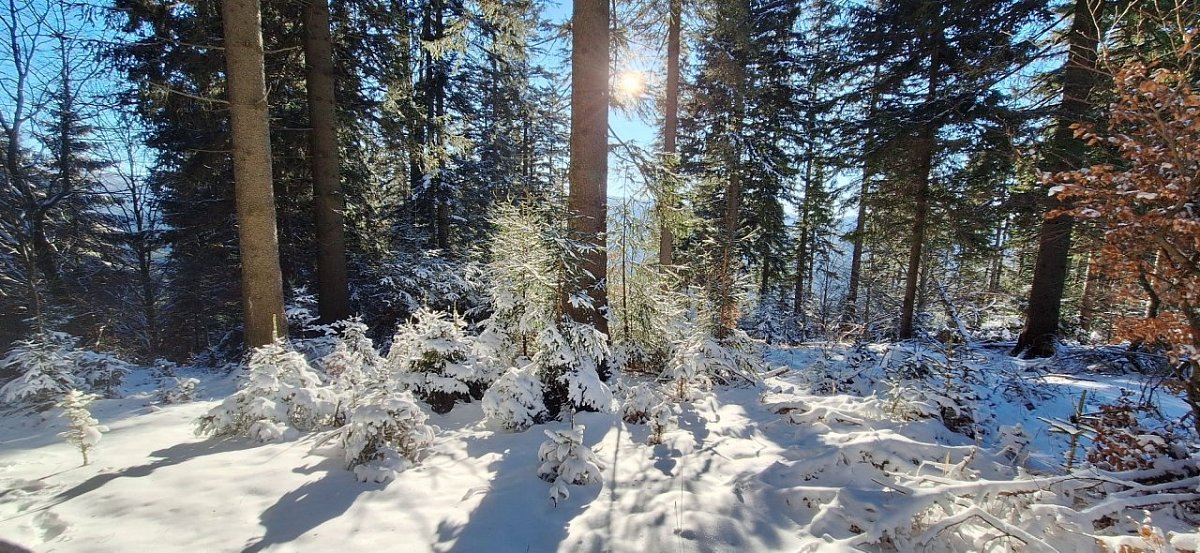 Lopušná (913 m)