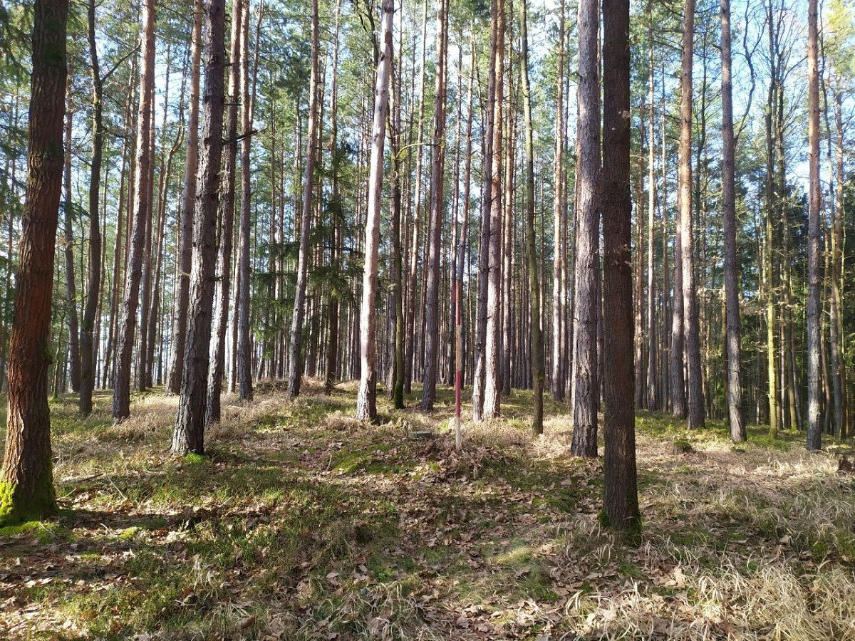Vráže (480 m)