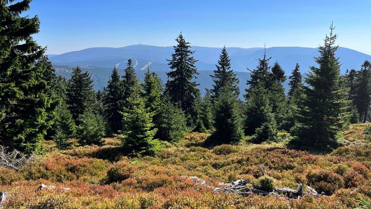 Spálený vrch (1313 m)