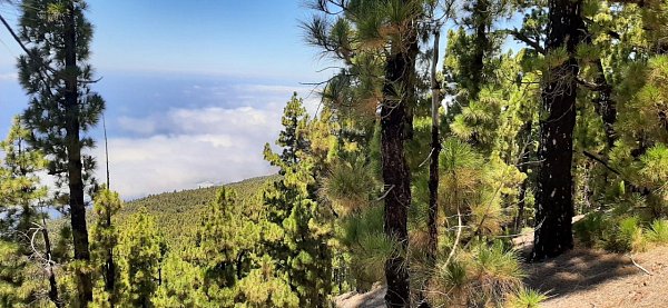 Montaña del Palo