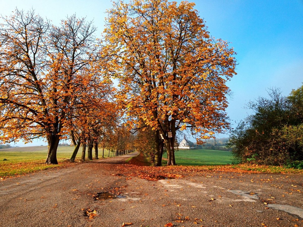 Veveří - hrad (295 m)