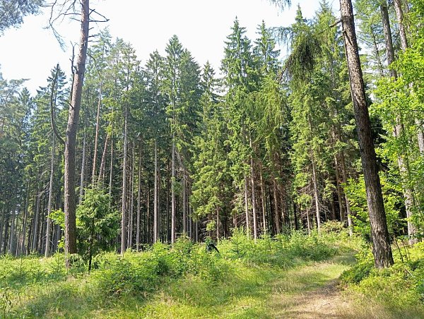 Božan