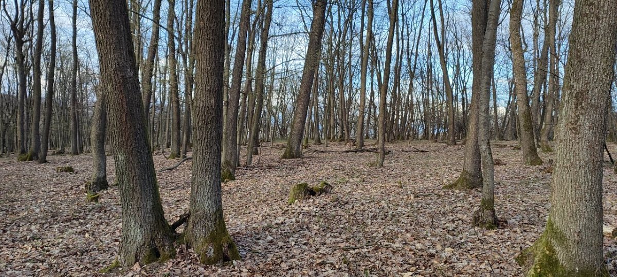 Háj (309 m)